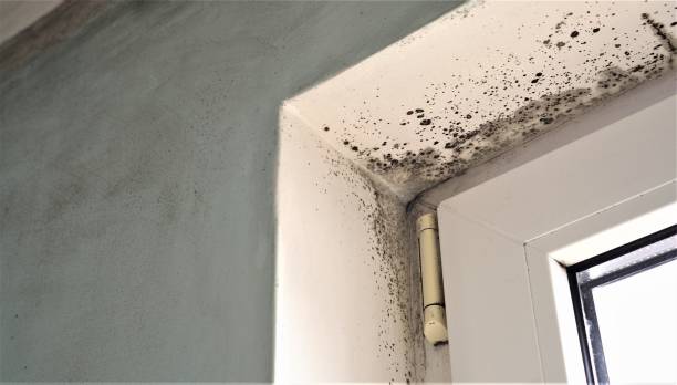 Professional Mold Removal in La Mesilla, NM