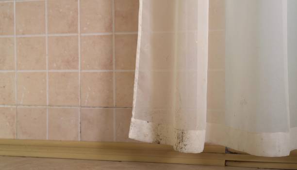 Best Post-Construction Mold Inspection  in La Mesilla, NM