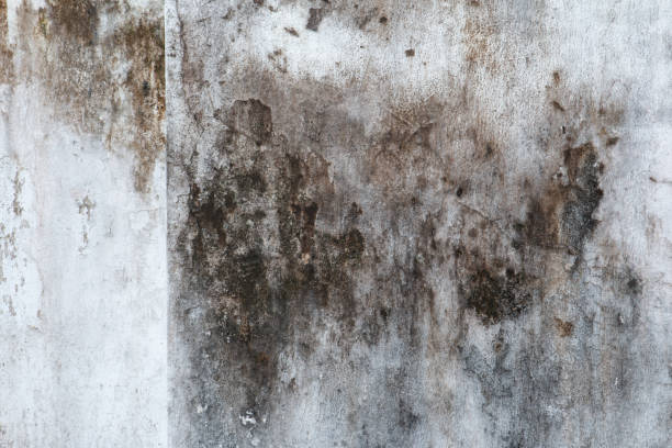 Best Biohazard Mold Removal  in La Mesilla, NM