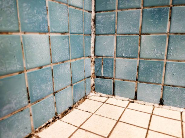 Best Crawl Space Mold Remediation  in La Mesilla, NM