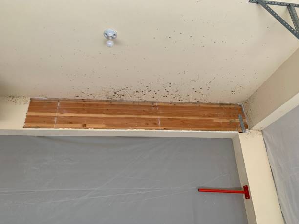 Best Mold Remediation for Healthcare Facilities  in La Mesilla, NM