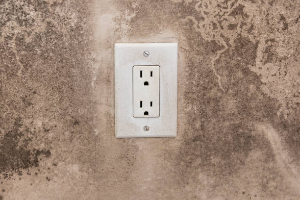 Best Environmental Consulting for Mold Prevention  in La Mesilla, NM