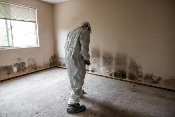 Best Mold Removal for HVAC Installations  in La Mesilla, NM
