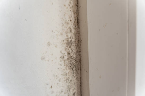 Best Mold-Related Health Consultation  in La Mesilla, NM